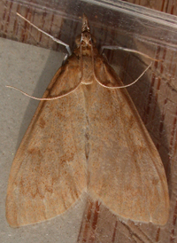 Dogbane Saucrobotys